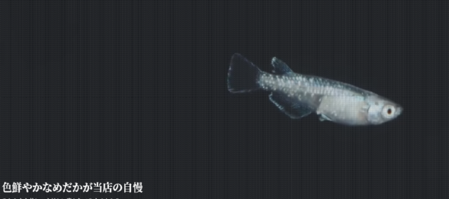 HP公開後数か月で数十件も問い合わせが来た!